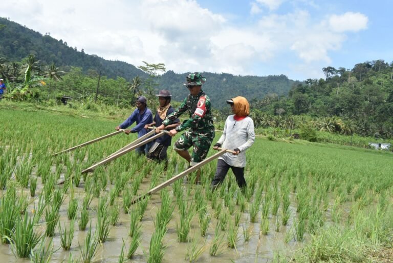 Dansatgas TMMD Ke-126 Kodim 0818/Malang-Batu, Letkol Czi Bayu Nugroho, bersama petani melakukan kegiatan matun pembersihan gulma padi secara tradisional di lahan sawah