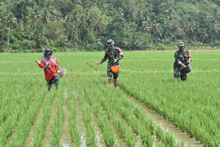Momentum penting dalam memperkuat sinergi antara TNI dan masyarakat. Dandim 0818/Malang-Batu, Letkol Czi Bayu Nugroho, sebagai Dansatgas TMMD Ke-126, memimpin langsung pelaksanaan pemupukan padi bersama kelompok tani di Desa Lebakharjo Kecamatan Ampelgading Kabupaten Malang.