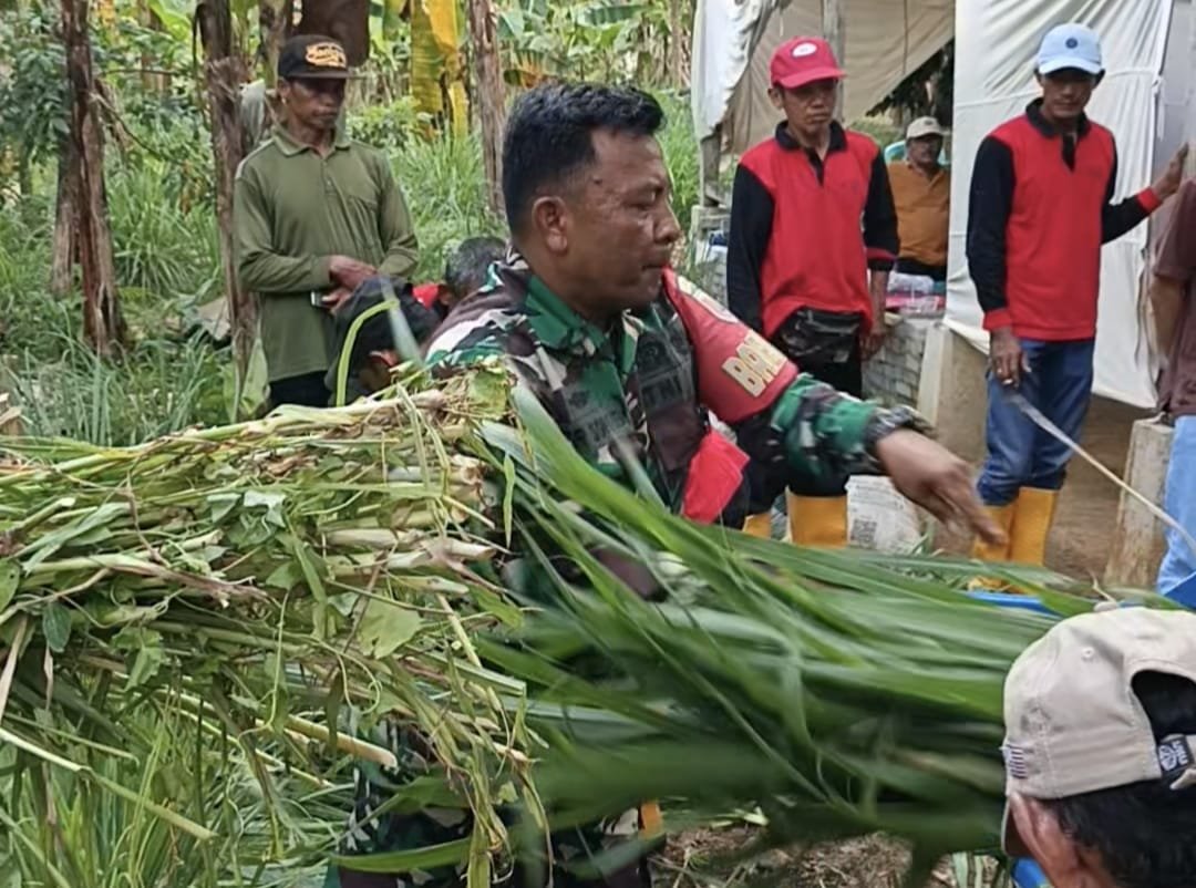 Praktek membuat pakan ternak dalam suasana TMMD 126 Lebakharjo, Ampelgading, Kabupaten Malang, Jawa Timur,