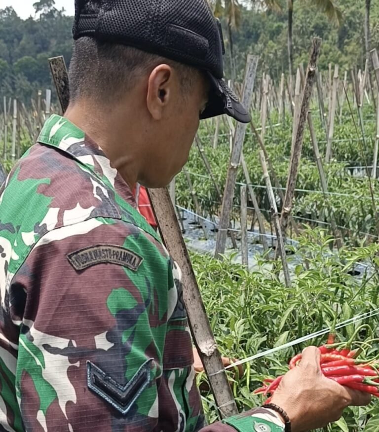 Haru, Serda Israil Turun Bersama Petani Panen Cabai di Lebakharjo