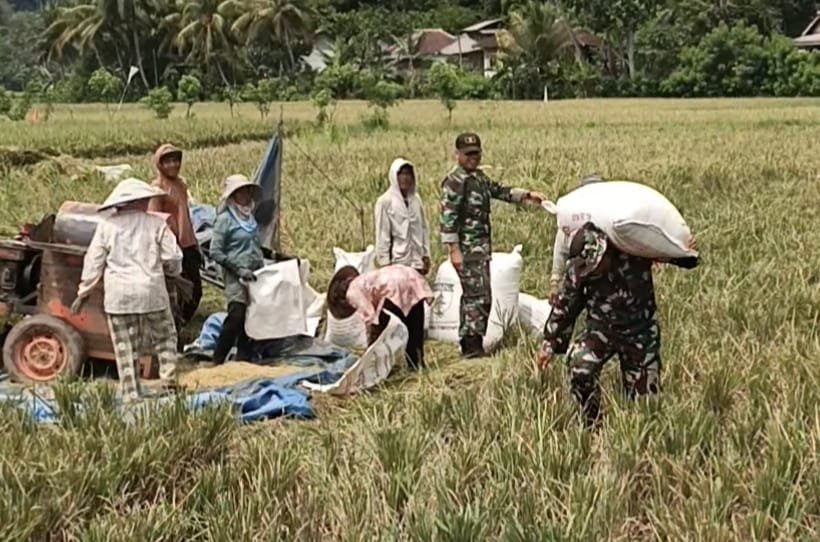 Sejumlah anggota Satuan Tugas (Satgas) TNI Manunggal Membangun Desa (TMMD) ke-126 terlihat menyatu dengan warga, bahu-membahu membantu proses dores padi (perontokan padi) di hamparan sawah Desa Lebakharjo,