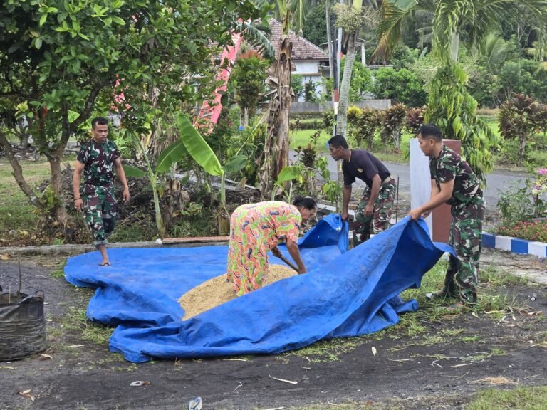 Di sela-sela waktu istirahat pengerjaan proyek, anggota Satgas TMMD menunjukkan aksi gotong royong yang patut diacungi jempol dengan membantu warga Dusun Kerajan 1B, Desa Lebakharjo, Kecamatan Ampelgading, menyelamatkan hasil panen padi mereka.